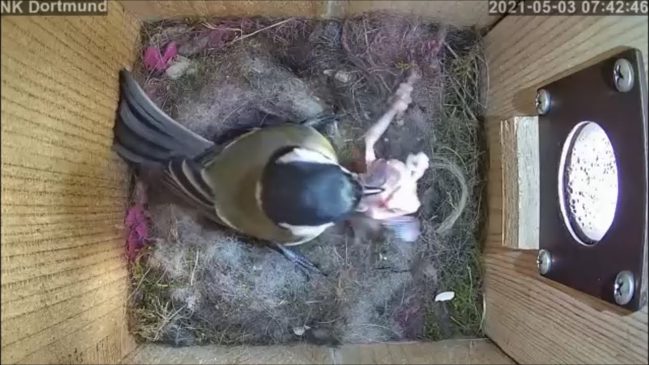 Meise versucht noch lebendes Küken aus Nest zu werfen | Tag 10 | 03.05.2021