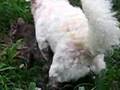 Confused doggie Confused doggie