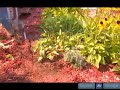 How To Dig Up A Black Eyed Susan How To Dig Up A Black Eyed Susan