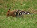ABUBILLA - HOOPOE
