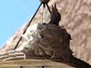 hummingbirds in nest hummingbirds in nest