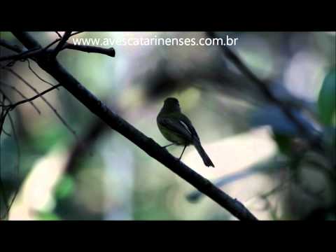 Olho-falço - Cristiano Voitina