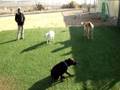 Guide Dogs of the Desert
