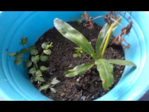 how to harvest culantro