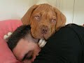 Simba Dogue De Bordeaux licking my head