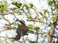 Great Kiskadee - Pitangus sulphuratus