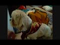super puppy's 2nd vacation super puppy's 2nd vacation