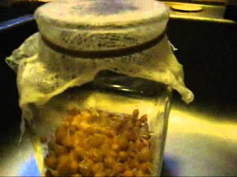how to grow garbanzo beans