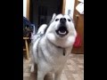 Haze the Howler - YouTube