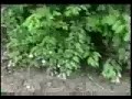 funny noodling redneck fishing catfishing