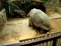 porn turtles - ANIMAL SEX - BEAST SEX - funny animal sex porn turtles - ANIMAL SEX - BEAST SEX - funny animal sex