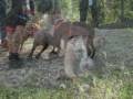 apbt parc montnegre