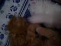 videos de Gatinhos