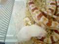 Eating-snakes