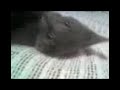 my-kitten-and-pugs-tugoflove.html