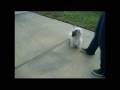 videos de Pukcky Condicionado