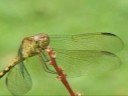 Caballito (Dragonfly) Caballito (Dragonfly)