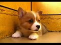 cute welsh corgi puppy  extended version   for nathan smits 