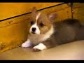 cute welsh corgi puppy  extended version   for nathan smits 