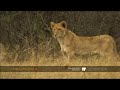 Lion cubs observe their first hunting lesson