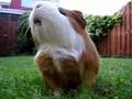 Kwek de cavia