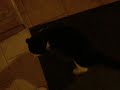 MON CHAT, CHARABiA