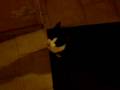 MON CHAT, CHARABiA