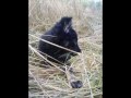 Video koirastani, Takkutukan Pikkuseikasta eli Viimasta.Video of my dog called Takkutukan Pikkuseikka 