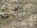 Giant Bug Drags Giant Spider\
