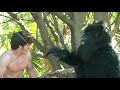 The Prologue of Man and Animal