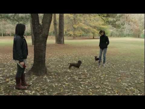 how to properly introduce dogs to each other