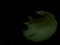 L\