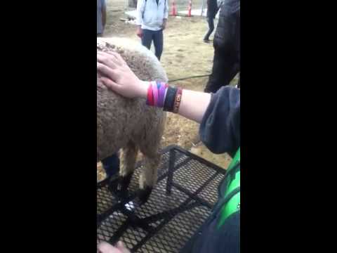 how to turn ewan the sheep off