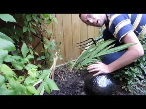 how to harvest gladiolus seeds