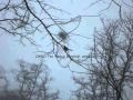 Bird fighting its own life in middle of blizzard