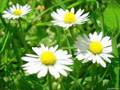 (hernepes'ten xwendin'e)