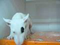 videos de Bullterier Macho STA REF:171
