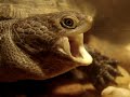 C�gado Acanthochelys spixii video 8