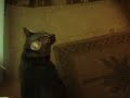 My cat Mochi, fetching