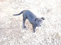Pit Bull / lab Puppies Growning up(Joey)