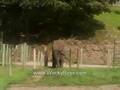 videos de Boring Elephants...zzzzz