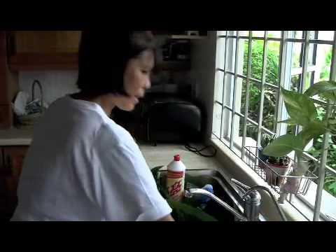 how to harvest pandan leaves