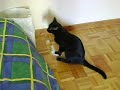 Cat & Cotton Wool (1) Cat & Cotton Wool (1)