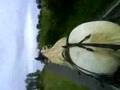 niall carey tom smyth driving