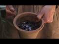 videos de Helping Plants Survive Hot Weather