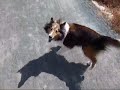 Sheltie spins like a top