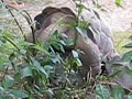 Turtles making love