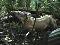 YOKED PIT BULL STAFFORD SHIRE ALL MUSCLE