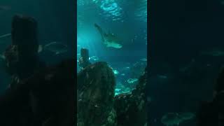 Aquarium Barcelona #aquarium #barcelona #travel #piccolotv