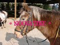 les chevaux du neubourg les chevaux du neubourg